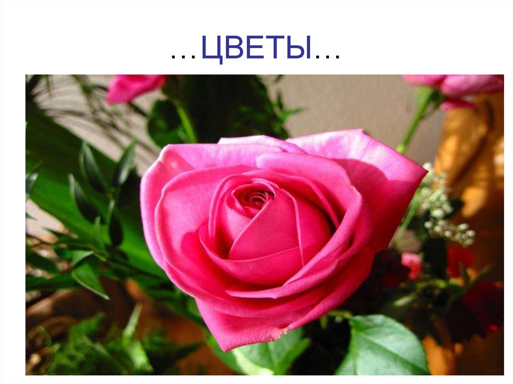 …ЦВЕТЫ…
