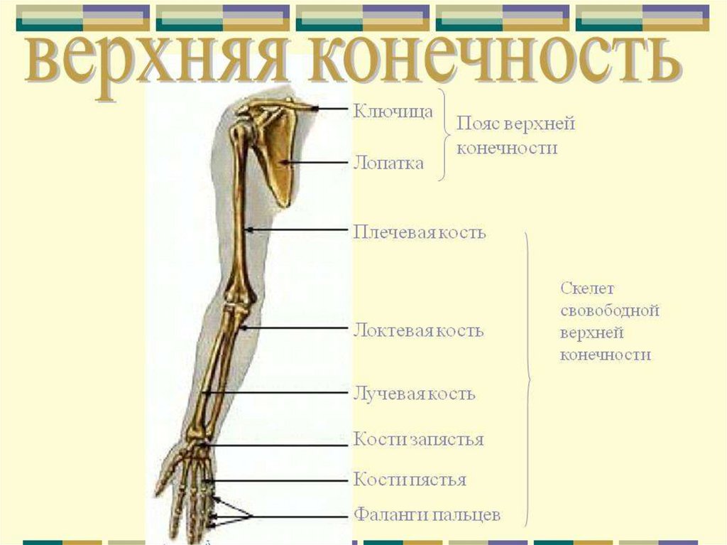 Кости скелета пояса верхних конечностей. Строение скелета верхней конечности (отделы и кости). Соединение костей верхних конечностей Тип и примеры. Скелет верхней конечности человека биология 8 класс. Последовательность расположения костей верхней конечности.