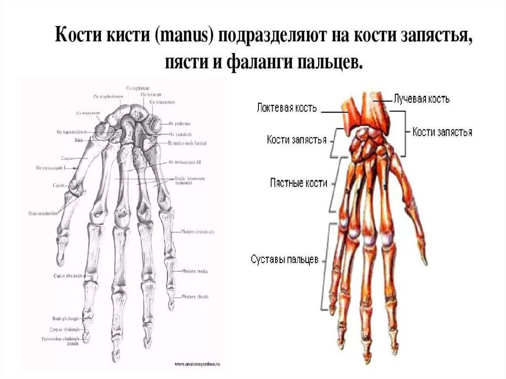 Соединения костей запястья. Кости кисти их соединения. Учебник скелет верхней конечности и кисть.