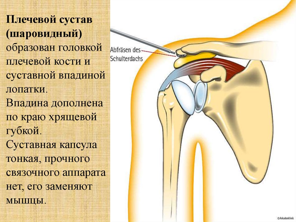 Суставные головки костей. Суставная капсула плечевой кости. Шаровидный плечевой сустав. Суставная впадина лопатки. Головка плечевого сустава.