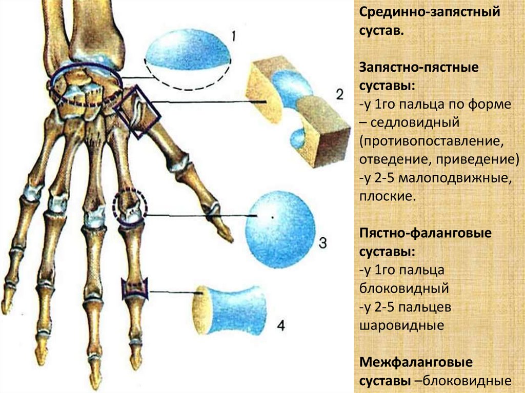 Запястный сустав