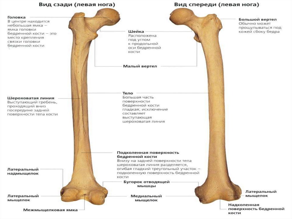 Сколько костей в бедре. Бедренная кость анатомия человека. Бедренная кость анатомия строение. Бедренная кость анатомия атлас.