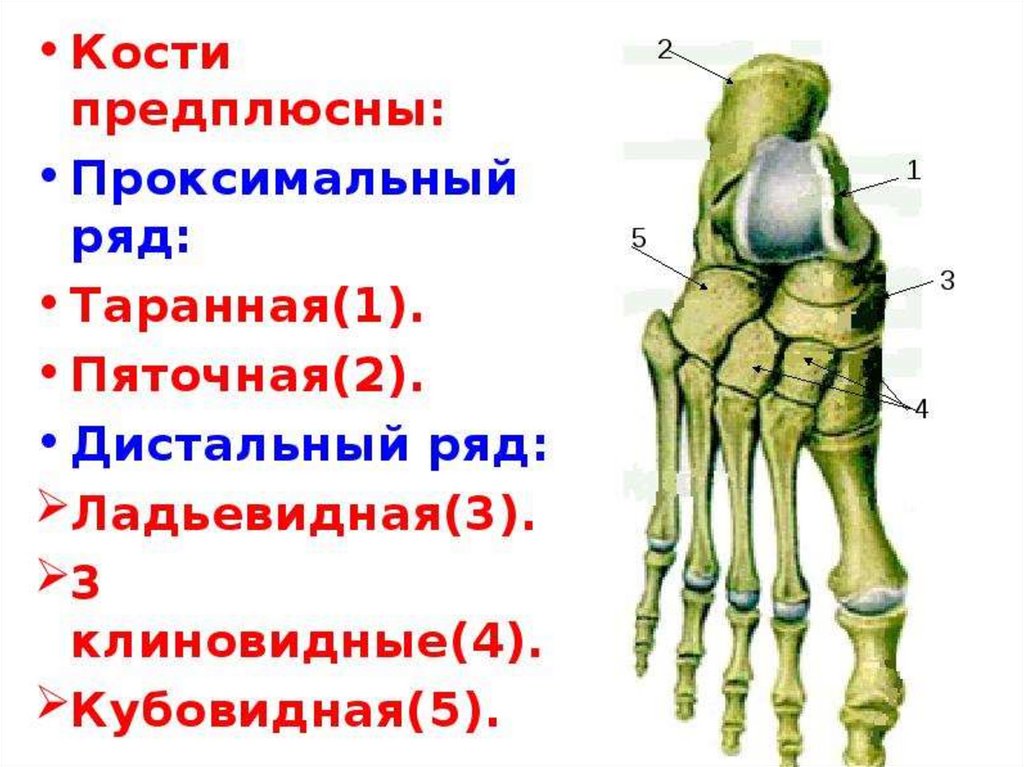 Включи кости. Кости предплюсны стопы анатомия. Форма соединения костей предплюсны. Кости дистального ряда предплюсны. Кости предплюсны анатомия строение.