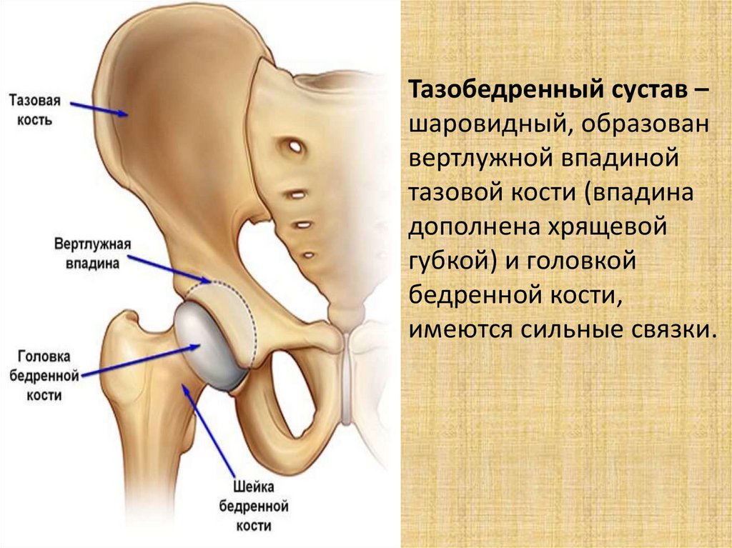 Отделы вертлужной впадины