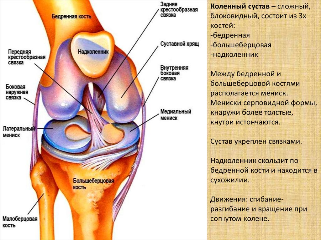 Сустав человека строение анатомия. Мениски коленный сустав анатомия человека. Суставы колена мениски на кости. Строение мениска коленного сустава анатомия. Медиальный мениск коленного сустава анатомия.