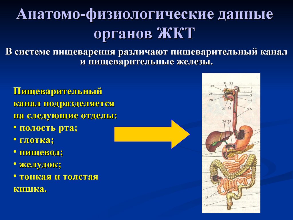 Органов на основании полученных данных. Афо системы пищеварения. Анатомо-физиологические особенности желудочно-кишечного тракта. Анатомо-физиологические особенности пищеварения у детей. Анатомо физиологические особенности ЖКТ.