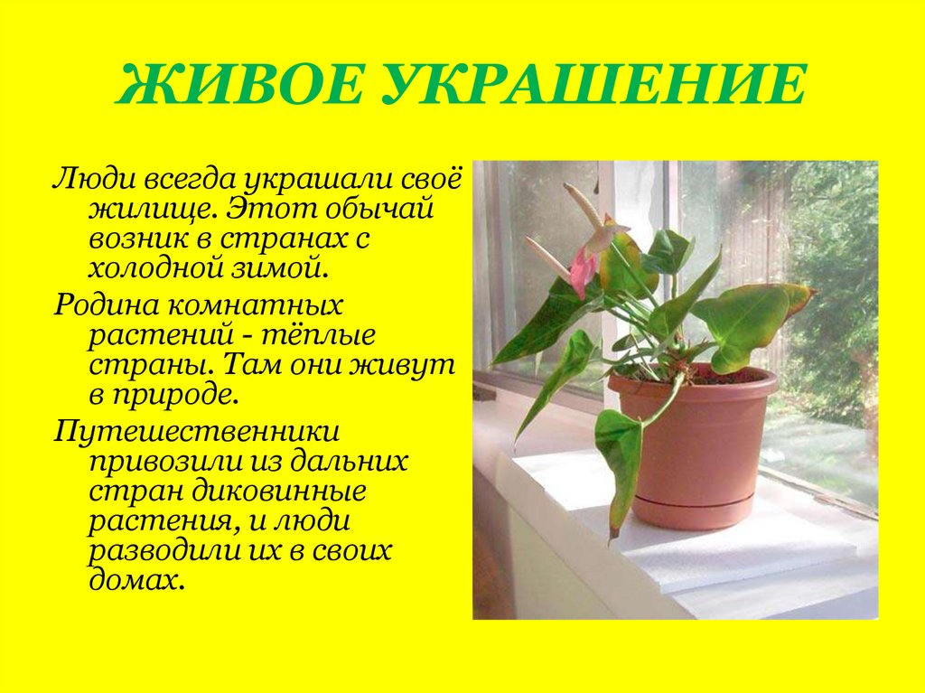 ЖИВОЕ УКРАШЕНИЕ