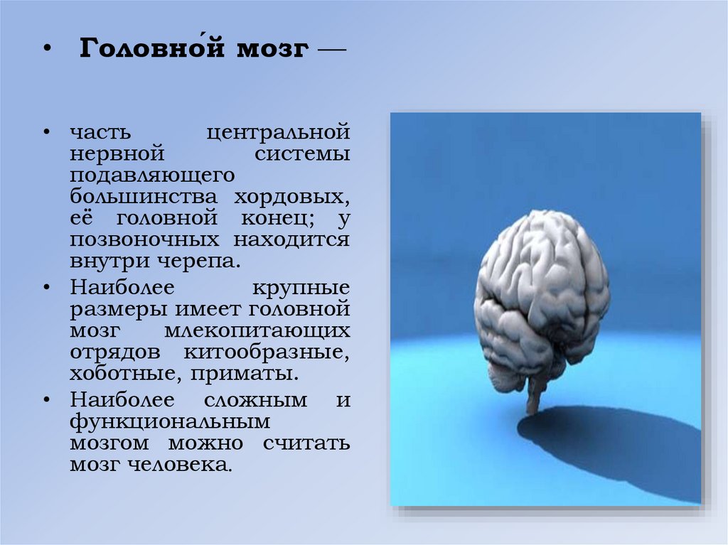 Интересное о мозге человека. Интересные факты о головном мозге. Интересное про мозг. Рассказ про мозг. Доклад про мозг.