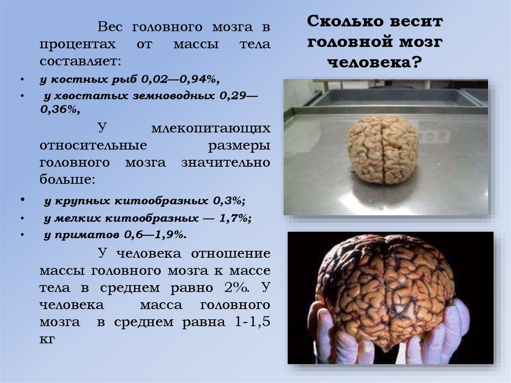 Мозг изучен на процентов. Масса головного мозга. Масса мозга ребенка. Масса человеческого мозга. Вес головного мозга.