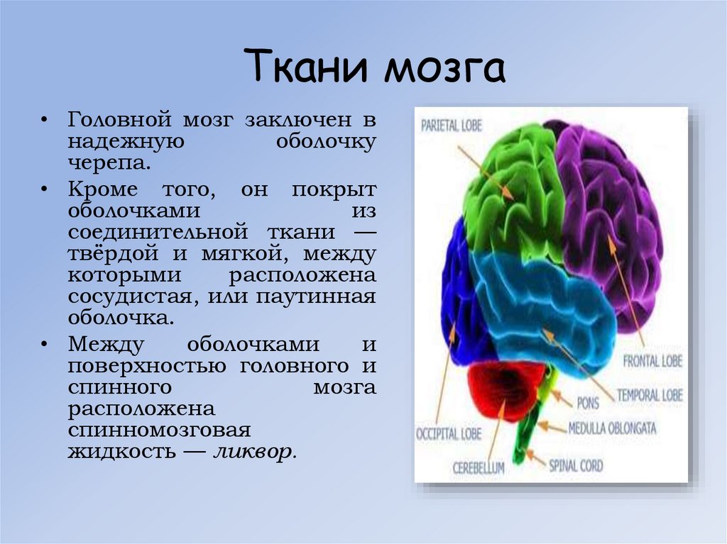 Головной мозг образован клетками. Ткань мозга человека. Ткань головного мозга строение.