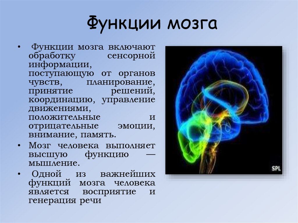 Каковы основные функции мозга. Функции мозга. Функции мозга человека. Функции головного мозга. Главная функция головного мозга.