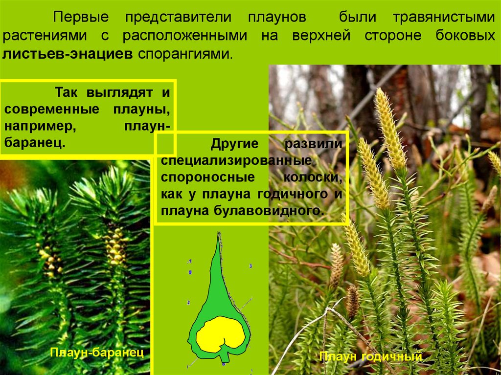 Характеристика плаунов 6 класс. Плаун булавовидный среда обитания. Плауны жизнедеятельность. Жизненная форма плауна. Плаун булавовидный покрытосеменное растение.