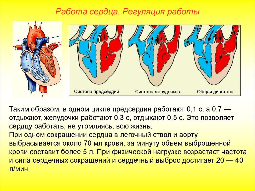Пассивное наполнение сердца кровью фаза сердечного. Систола предсердий систола желудочков и диастола. Сердечный цикл систола предсердий систола желудочков диастола. Систола желудочков фаза напряжения перемещение крови. При сокращении желудочков створчатые и полулунные клапаны.