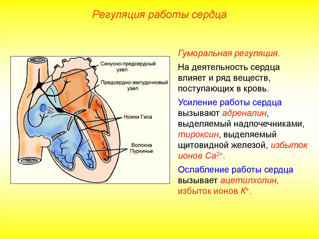 Сердце образовано клетками. Регуляция сердечной деятельности анатомия. Проводящая система сердца синусно предсердный узел. Автоматия сердца. Степень автоматии различных отделов сердца.
