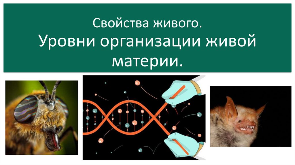 Тест свойство живого. Свойства живых систем. Признаки живой материи. Живая материя. Свойства живого.