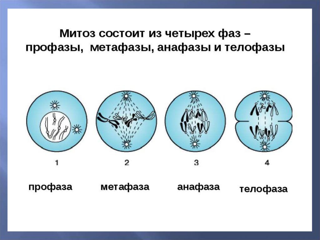 Презентация на тему деление клетки митоз