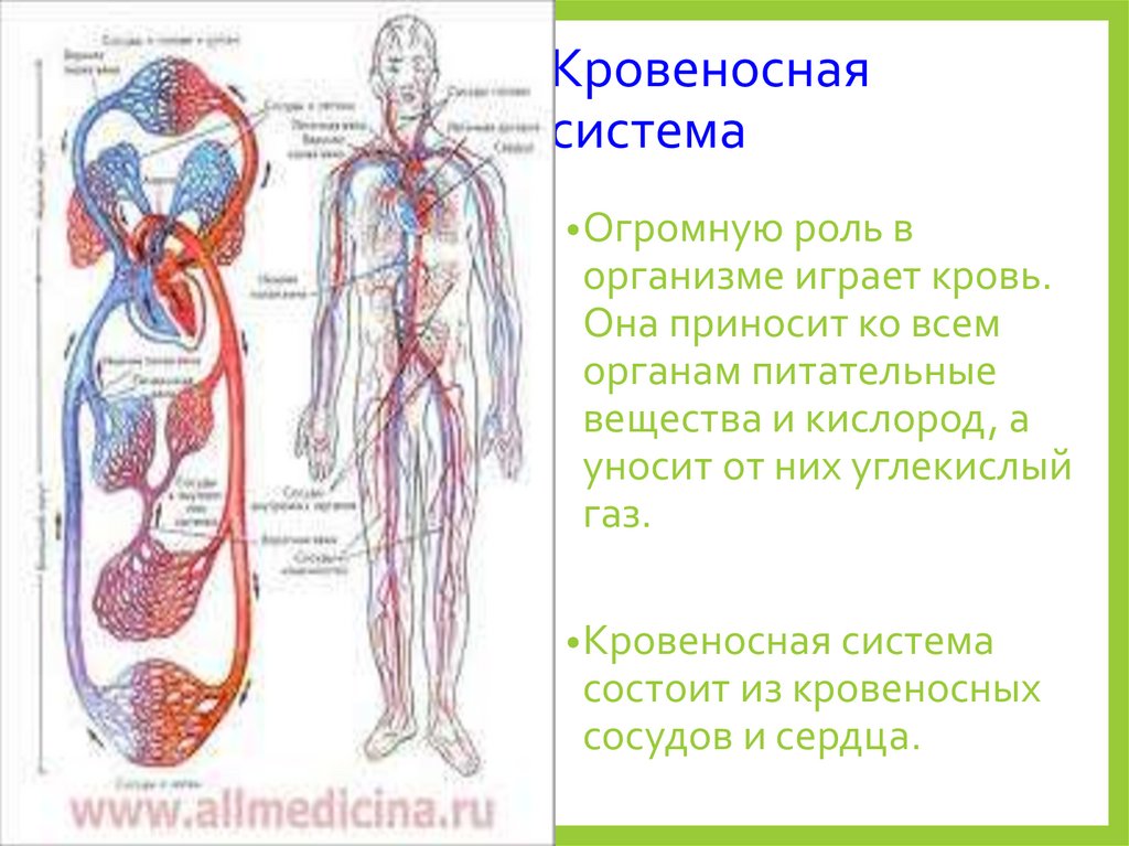 Наличие кровеносной системы у каких. Органы составляющие кровеносную систему. Кровеносная система и выделительная система. Кровеносная система кровь. Схема строения кровеносной системы.