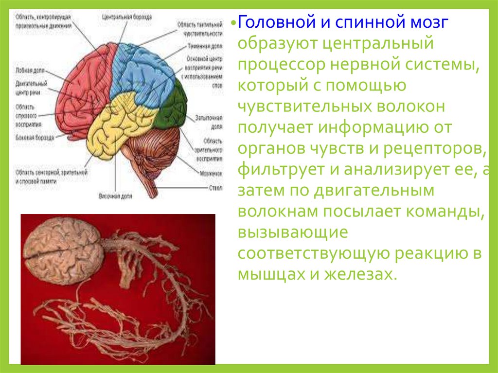 Между какими отделами мозга образуются временные связи?. N Uralis чем образован.