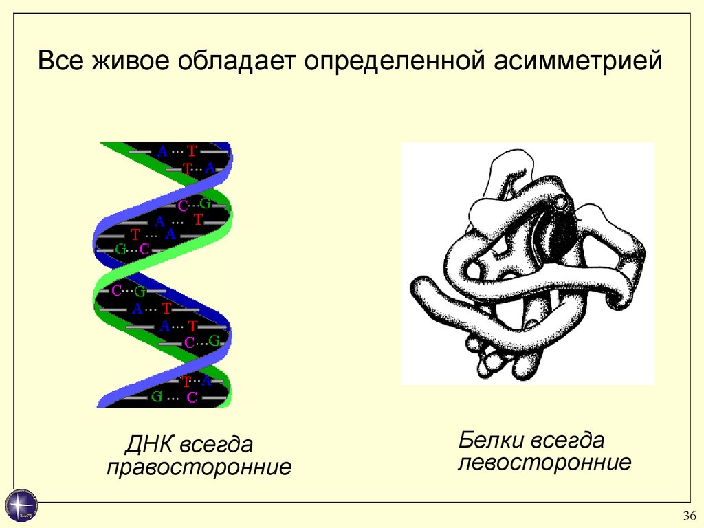 Живой обладать. Асимметрия ДНК. Асимметричность ДНК. Молекула ДНК асимметрия. Асимметрия белка.