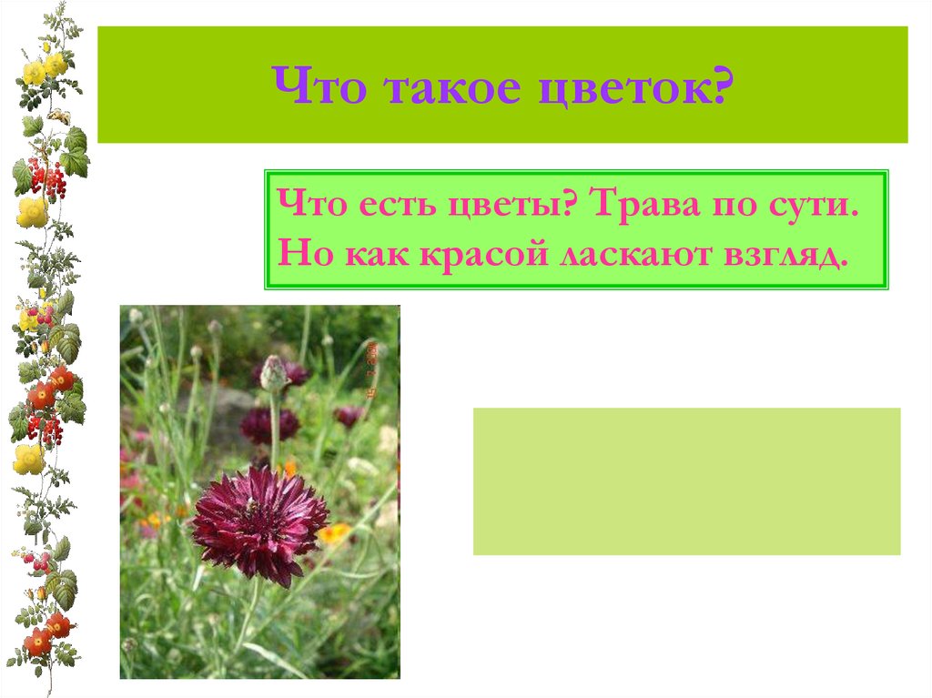 Презентация цветок 6 класс. Алиса Найди урок что такое растение видео. Что такое свецветте. Что такое тагекисцветок.