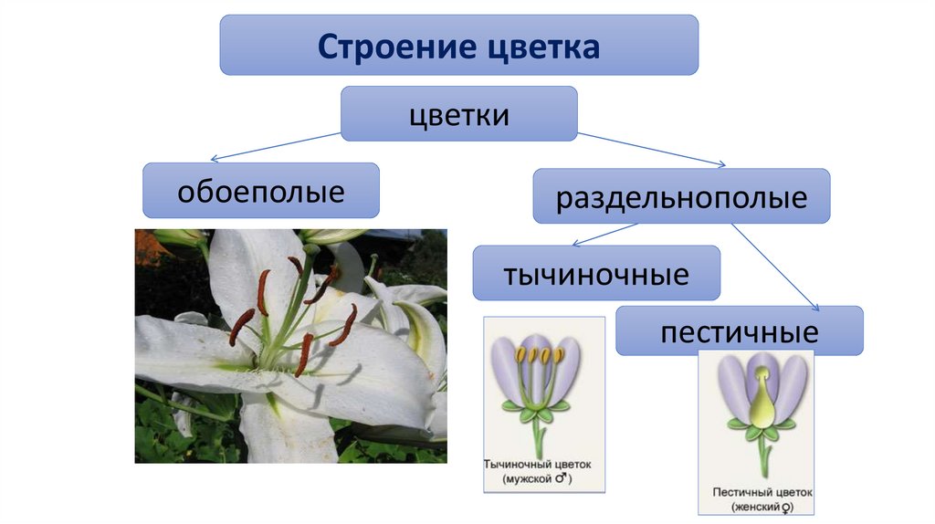 Растения с обоеполыми цветками