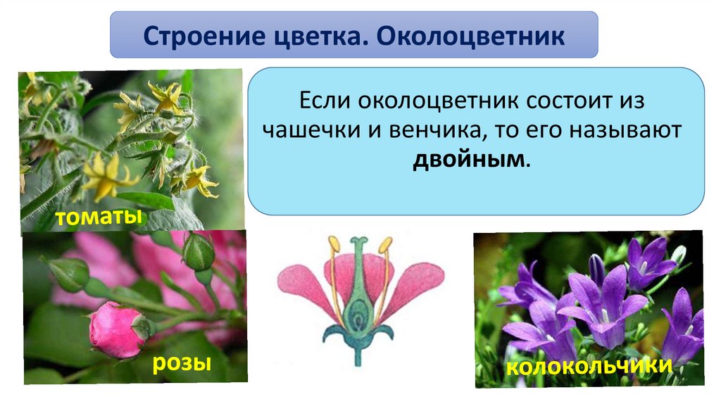 Крестоцветные растения околоцветник. Строение околоцветника. Из чего состоит околоцветник цветка. Типы цветков по строению околоцветника. Строение цветка двудольных.