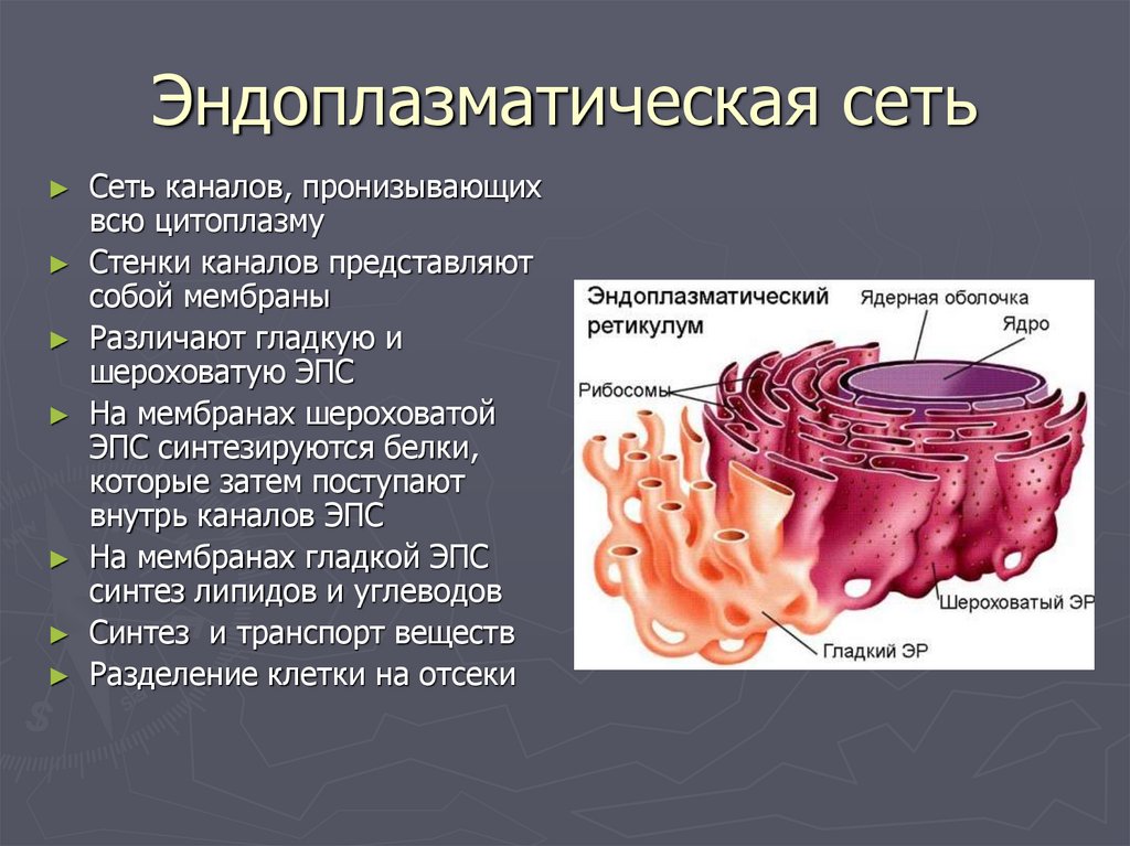 Схема строения эндоплазматической сети