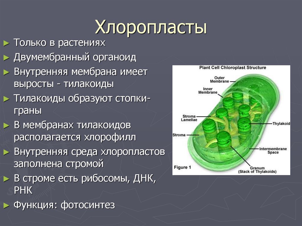 В каких клетках расположена основная масса хлоропластов. Функции органоидов клетки хлоропласты. Структура органоидов хлоропласт. Хлоропласты строение и функции 5 класс. Строение клетки 5 класс биология хлоропласт.