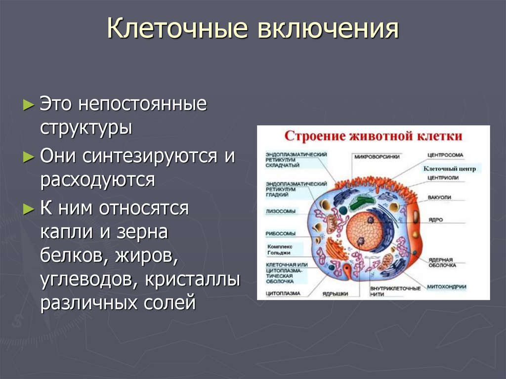 Строение и функции клетки презентация