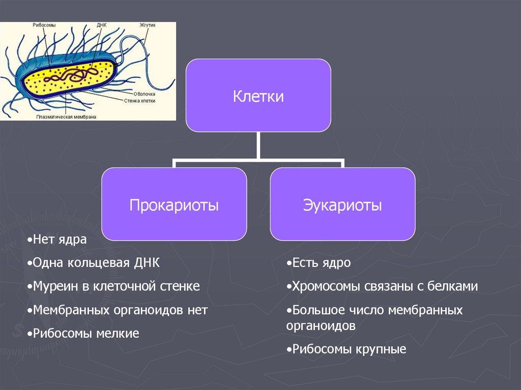 Клеточная теория проект