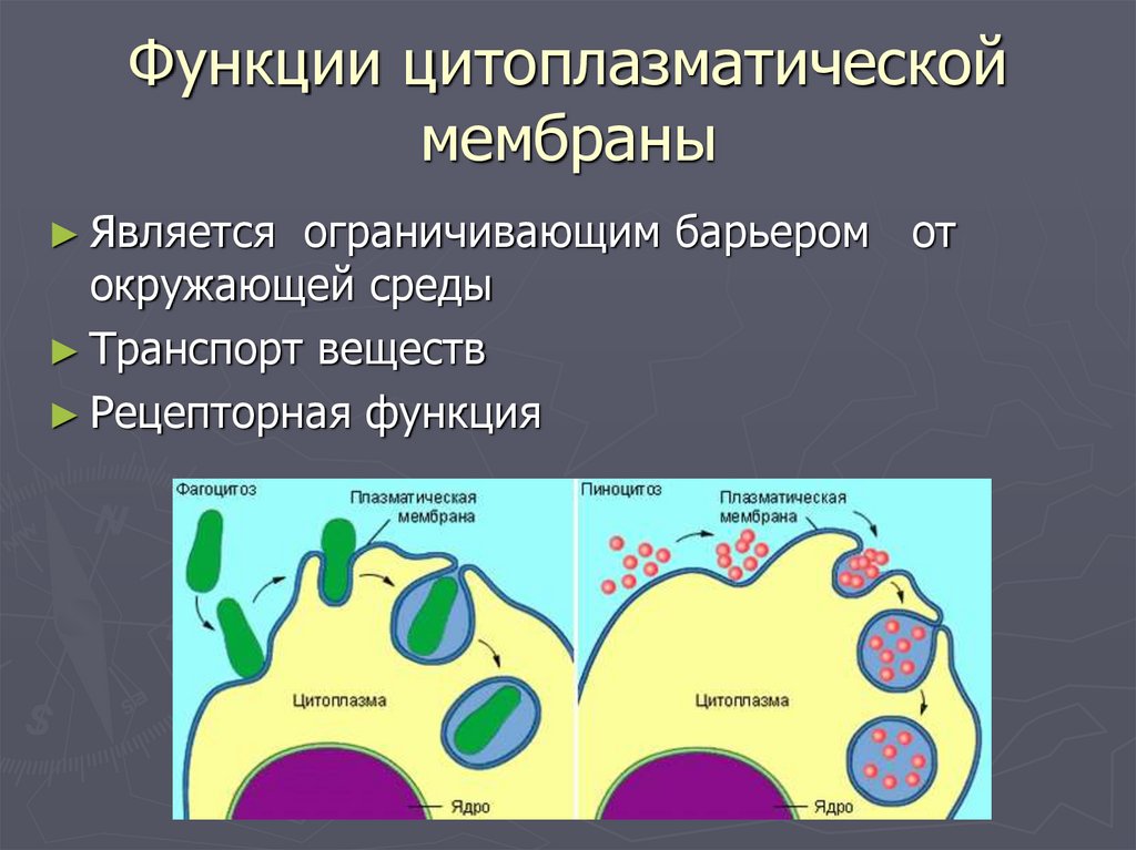 Функции мембраны клетки является. Функции наружной цитоплазматической мембраны фагоцитоз. Функции наружной цитоплазматической мембраны. Плазматическая мембрана бактерий функции. Функции цитоплазматической мембраны.