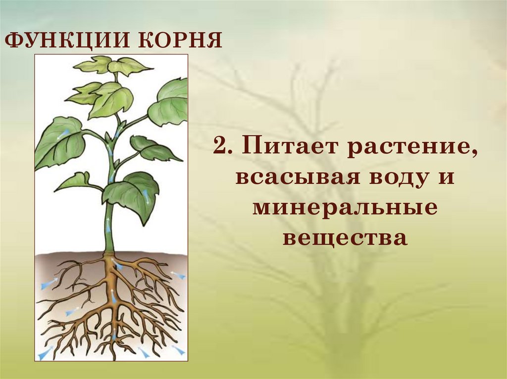 Корень всасывает воду и. Функции корня. Корни растений. Минеральное и Корневое питание растений. Корень презентация.