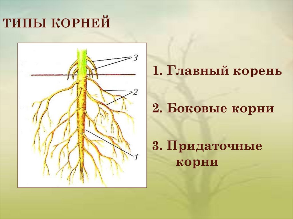Насколько корень. Строение корня придаточные корни. Корень внешнее и внутреннее строение корня. Строение . Функции . Типы корневых систем. Придаточные корни и боковые корни.
