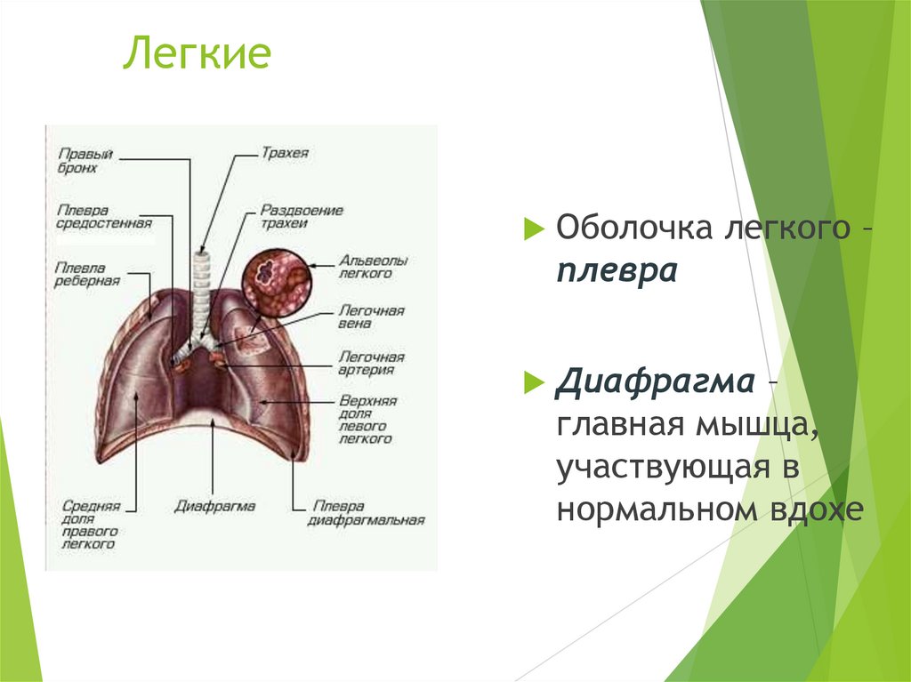 Оболочка легких. Плевра и диафрагма легкие. Лёгкие внутреннее строение. Легкие оболочки. Диафрагмальная плевра.