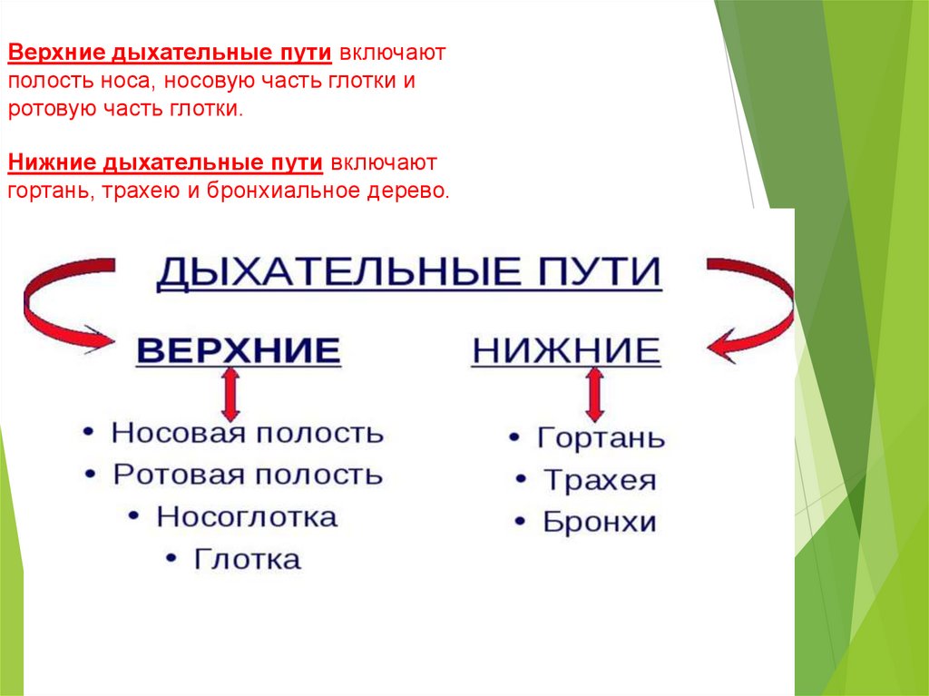 Нижние и верхние пути дыхания. Веррхние инижние дыхательные пути. Вверэние и нижние дыхательные пути. Верхние и нижние дыхательные пути. Верхние дыхательные пути включают.