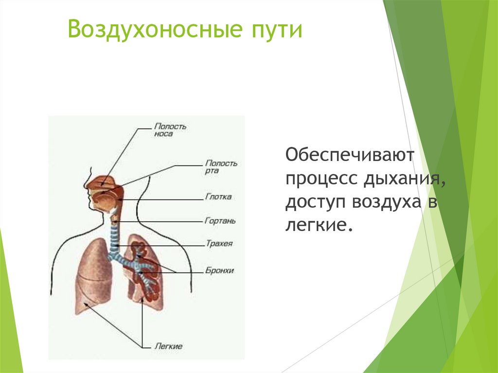 Воздухоносные пути по схеме вейбеля насчитывают порядка ов