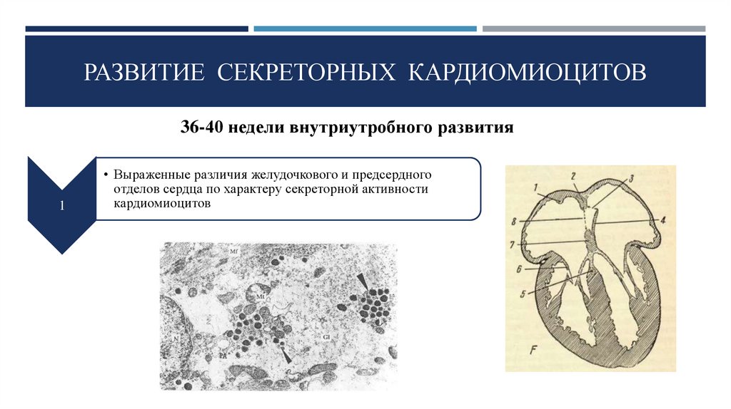 Схема соединения кардиомиоцитов вставочного диска