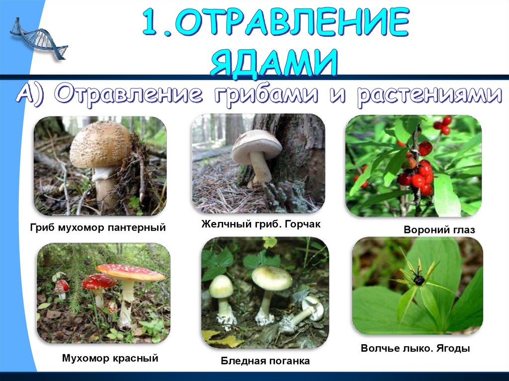 Несъедобные лесные грибы 2. Ядовитые грибы и ягоды. Ядовитые грибы и ягоды для детей. Ядовитые грибы и растения для детей. Ядовитые грибы и ягоды картинки.