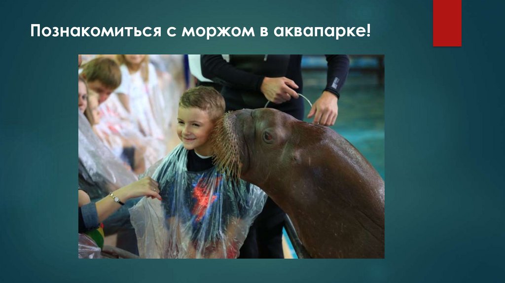 Познакомиться с моржом в аквапарке!