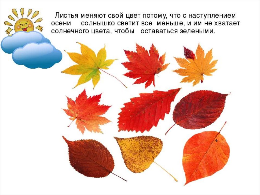 Отчего изменяется окраска листьев. Листья меняют цвет. Изменение окраски листьев осенью. Листья меняют окраску. Листья меняют цвет осенью.