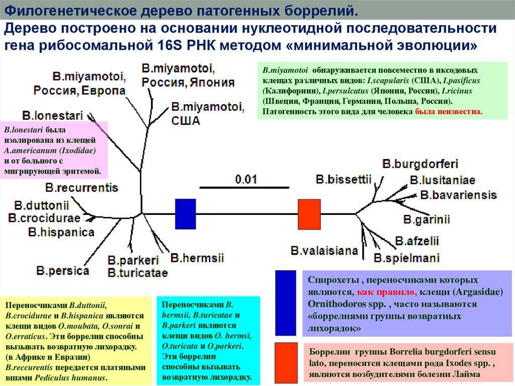 Боррелиоз карта вызова смп