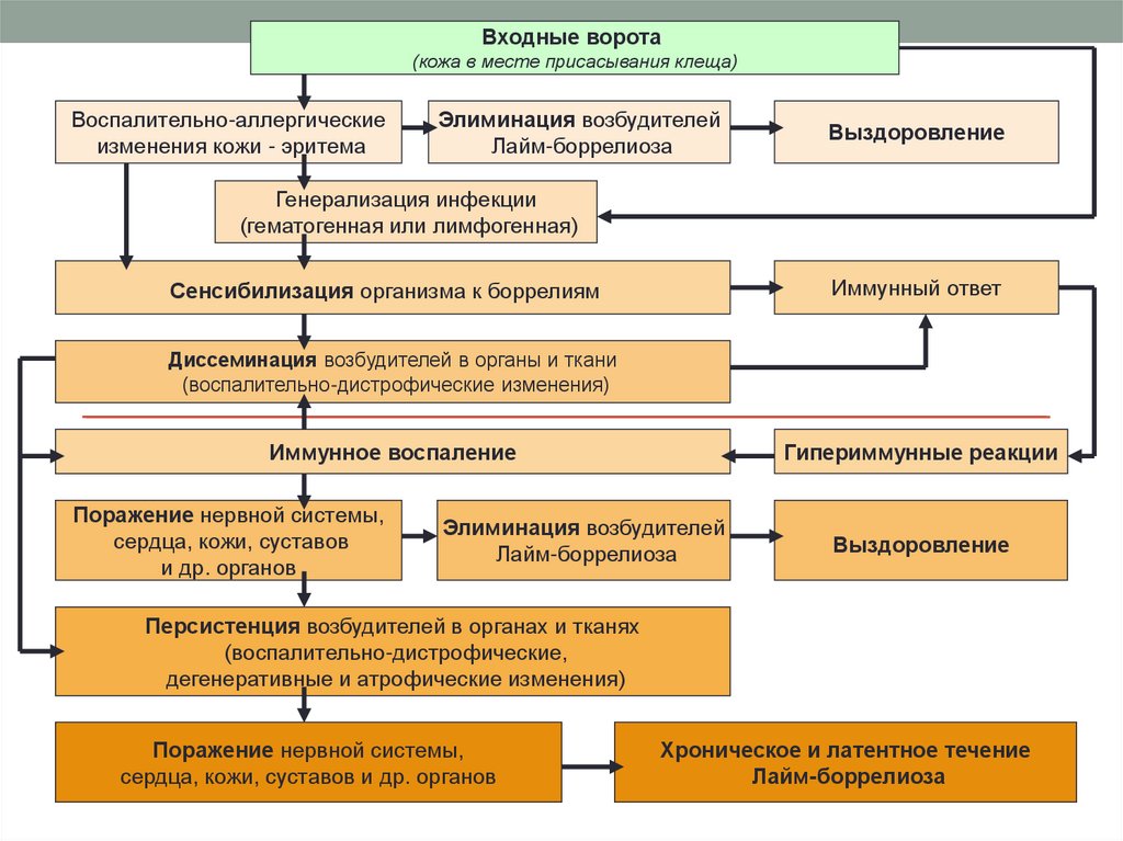 Схема лечения боррелиоза