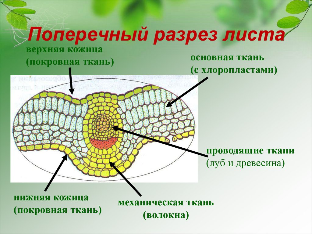 На рисунке изображено поперечное сечение листа рассмотри рисунок и дополни текст