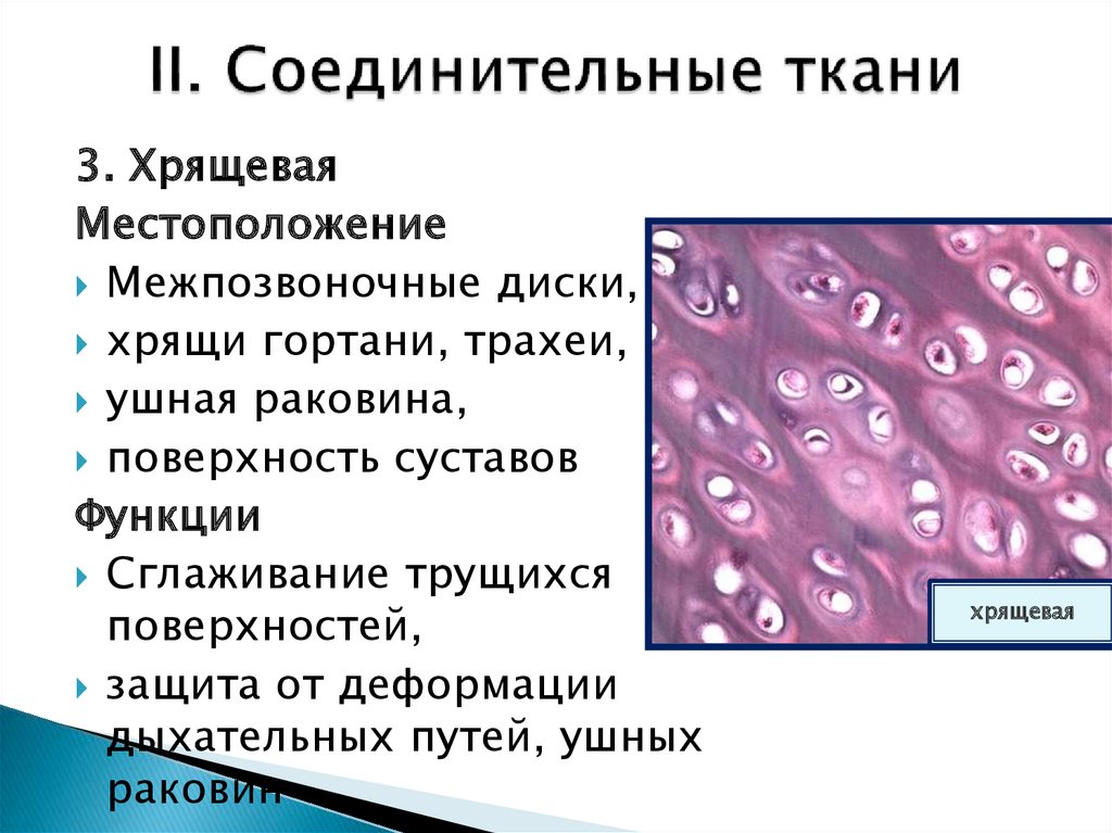 Функция хрящевой и костной ткани. Соединительная ткань хрящ строение. Строение соединительной ткани хрящевая ткань. Местоположение соединительной ткани хрящ. Хрящевая соединительная ткань функции.