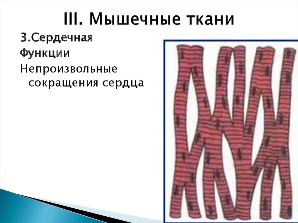 Сердечная мышечная ткань. Поперечно полосатая сердечная ткань функции. Поперечнополосатая сердечная ткань функции. Поперечнополосатая сердечная мышечная ткань функции. Сердечная ткань.