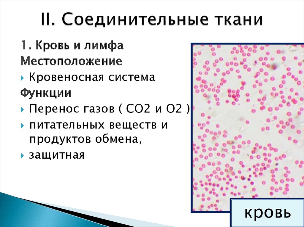 Из каких тканей образуются легкие