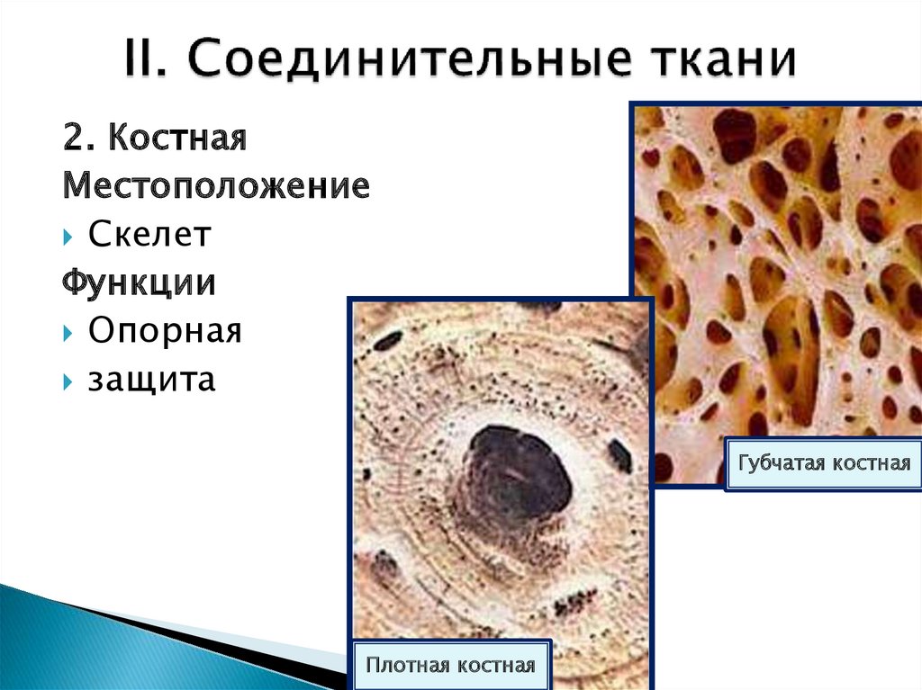 Соединительная костная ткань рисунок