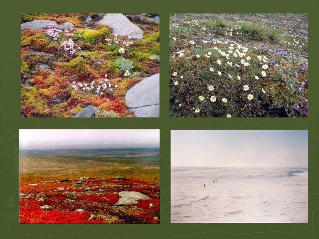 Природные зоны тундры 6 класс. Зона лесотундры растения. Природные зоны тундры и лесотундры. Растения в субарктика тундра. Арктическая Мохово-лишайниковая тундра.
