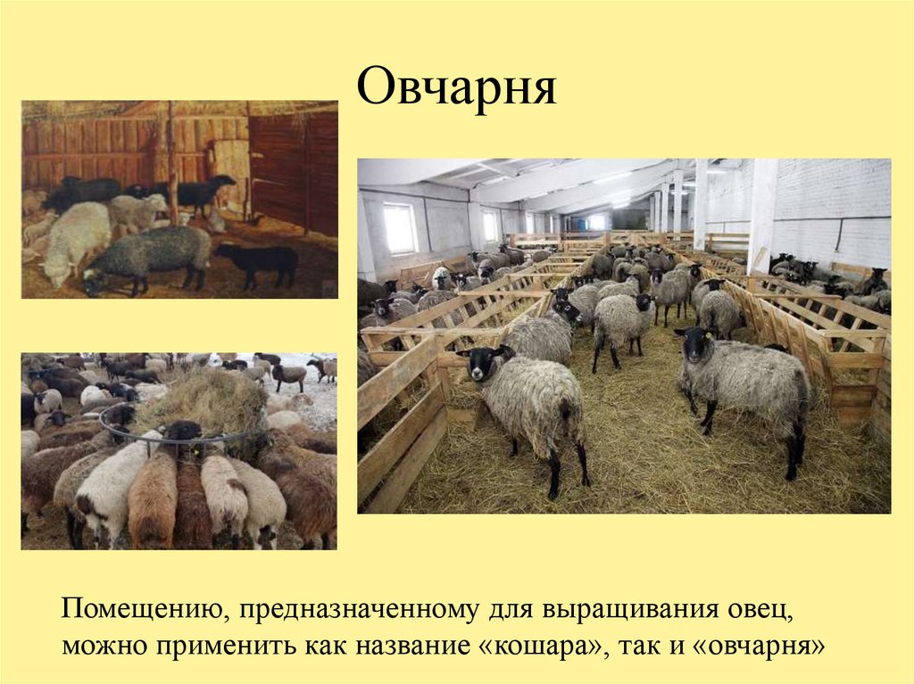 Овцеводство отрасль специализации. Овчарня разведение овец. Овцеводство овчарня. Проект овчарни. Помещение для содержания овец.