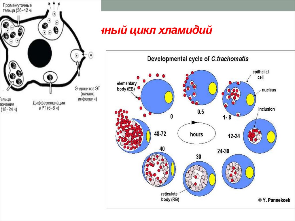 Элементарное тельце хламидий. Цикл развития хламидий микробиология. Жизненный цикл хламидий схема. Жизненный цикл хламидии микробиология. Стадии цикла развития хламидий.